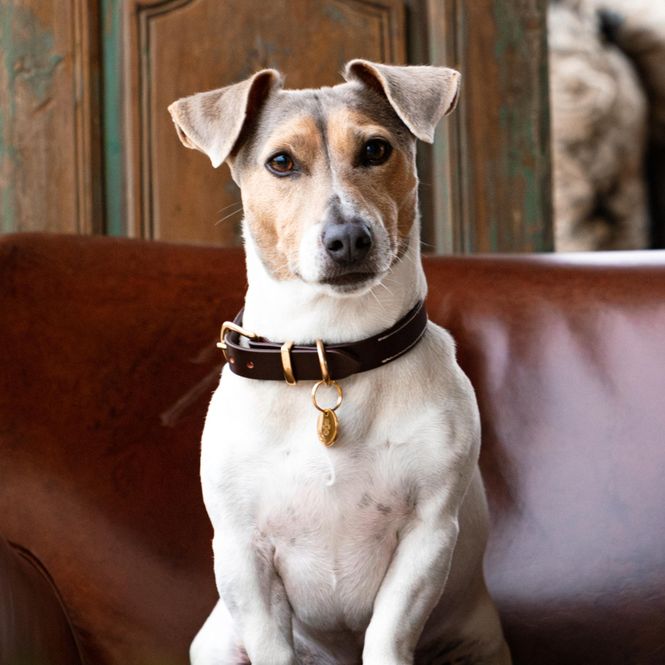 Main Image DARK BROWN CLASSIC DOG COLLAR